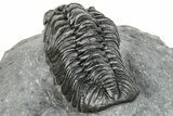 Phacopid (Adrisiops) Trilobite - Jbel Oudriss, Morocco #251655-2